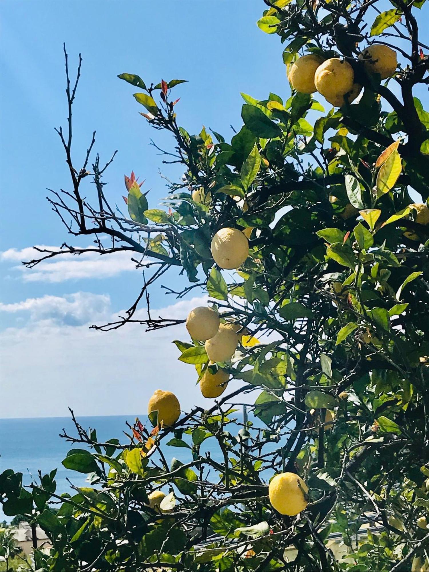 Cav Gli Ulivi Di Bogliasco Villa Dış mekan fotoğraf